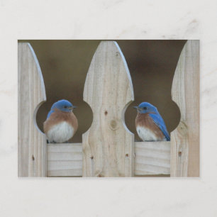 Postal Cartão do Bluebird