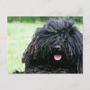 Postal Cartão do cão de Puli