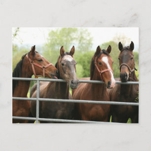 Postal Cartão do cavalo