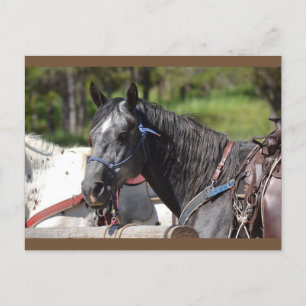 Postal cartão do cavalo, cavalo da fuga