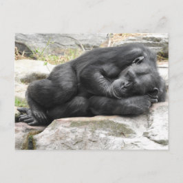 Postal Cartão do chimpanzé do sono