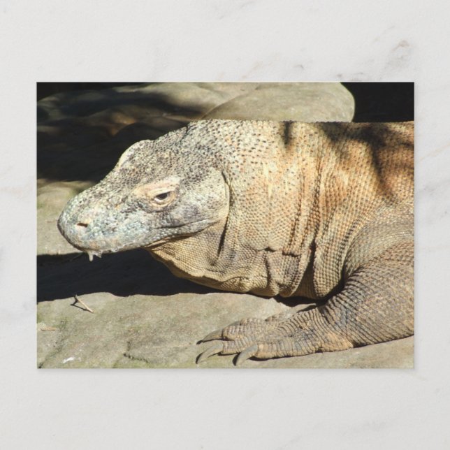 Postal Cartão do dragão de Komodo (Frente)