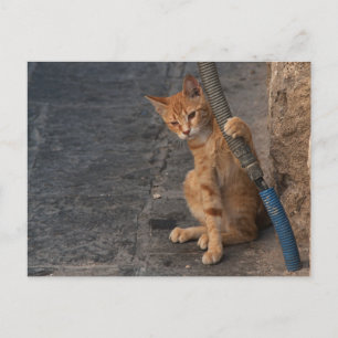 Postal Cartão do gatinho