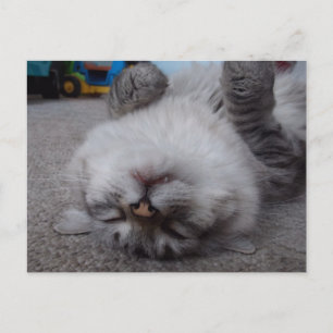 Postal Cartão do gatinho do vampiro