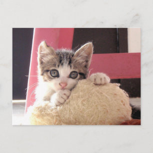 Postal cartão do gato do brinquedo do gatinho das suiça