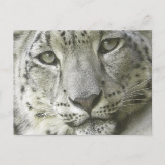 Postal Cartão do leopardo de neve