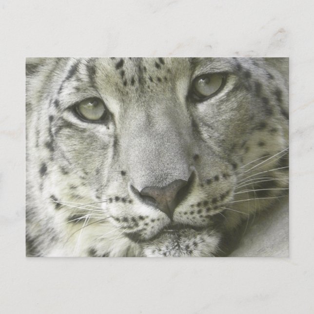 Postal Cartão do leopardo de neve (Frente)