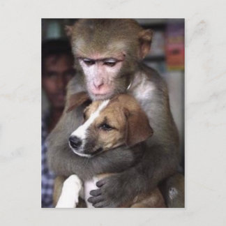 Postal cartão do macaco e do cão