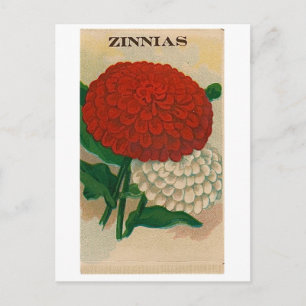 Postal cartão do pacote da semente do zinnia do vintage