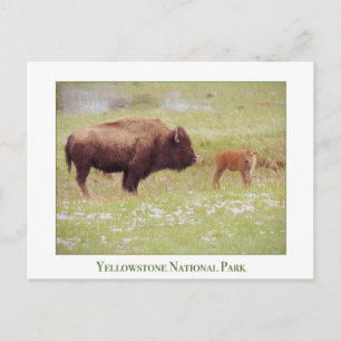 Postal Cartão do Parque Nacional Yellowstone com bison e 