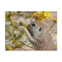 Cartão do petisco do Wildflower