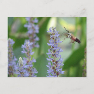 Postal Cartão do Pickerel e da traça