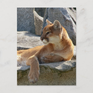 Postal Cartão do puma