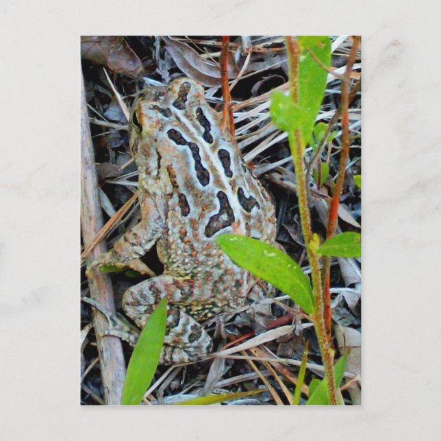 Postal Cartão do sapo dos Fowlers (Frente)