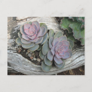 Postal Cartão do Succulent de Echeveria