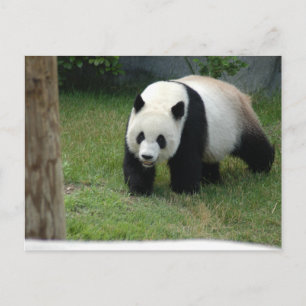 Postal Cartão do urso de panda gigante