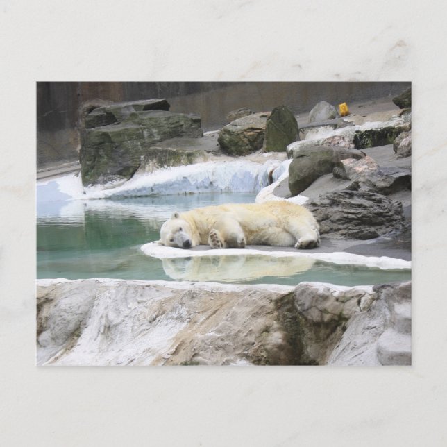 Postal Cartão do urso polar do sono (Frente)