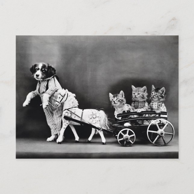 Postal Cartão dos filhotes de cachorro e dos gatinhos do (Frente)