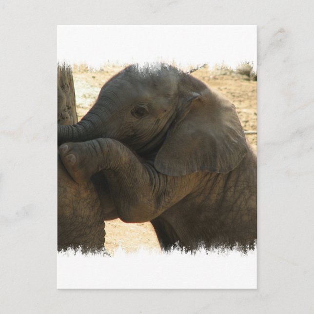Postal Cartão Elefante para Bebês (Frente)
