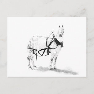 Postal Cartão eqüino da arte do cavalo de esboço de