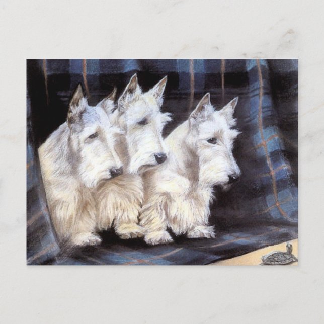 Postal Cartão escocês branco dos Scotties dos terrier do (Frente)
