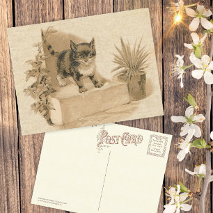 Postal Cartão Francês Antiquado De Desenho De Gato Da V