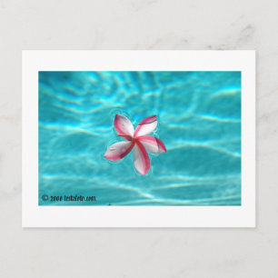 Postal Cartão havaiano do Plumeria