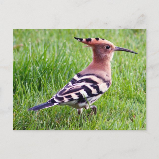 Postal Cartão Hoopoe (Frente)