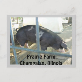 Postal Cartão leitão