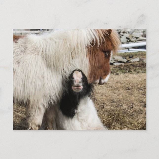 Postal Cartão liso de TIddles e de tempestade (Frente)