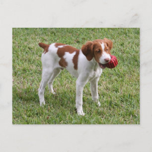 Postal Cartão "oxidado" do filhote de cachorro de