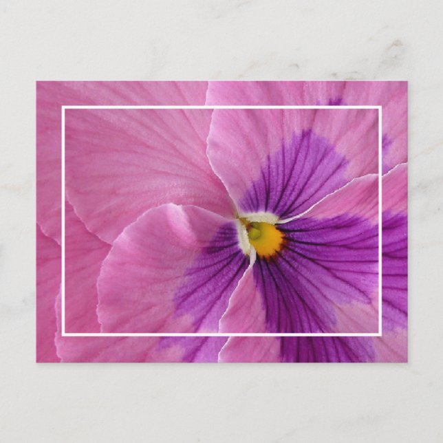 Postal Cartão Pansie bonito (Frente)
