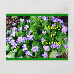 Postal Cartão para o primavera