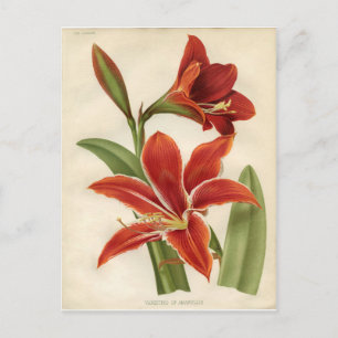 Postal Cartão postal: Amaryllis