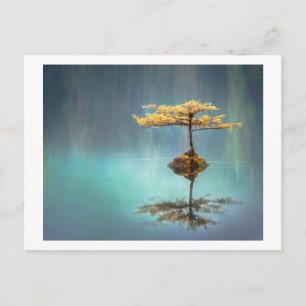 POSTAL CARTÃO POSTAL: ÁRVORE NA ILHA