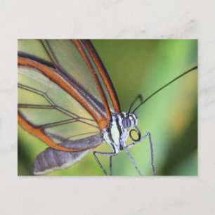 Postal Cartão postal/Borboleta Glasswing Costa Rica