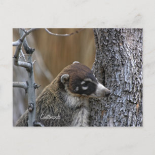 Postal Cartão postal: Coatimundi #2