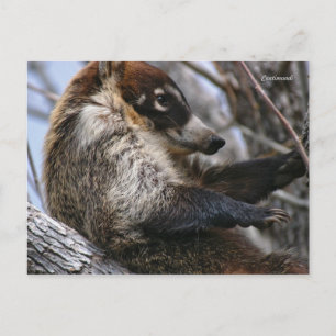 Postal Cartão Postal: Coatimundi 3