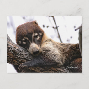 Postal Cartão postal: Coatimundi #4