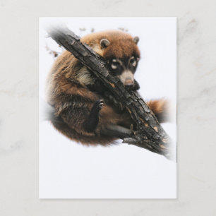 Postal Cartão postal: Coatimundi #5 (Retrato)