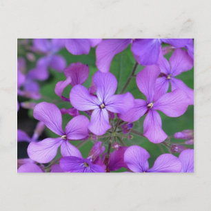 Postal Cartão postal: Dames Rocket (Hesperis matronalis)
