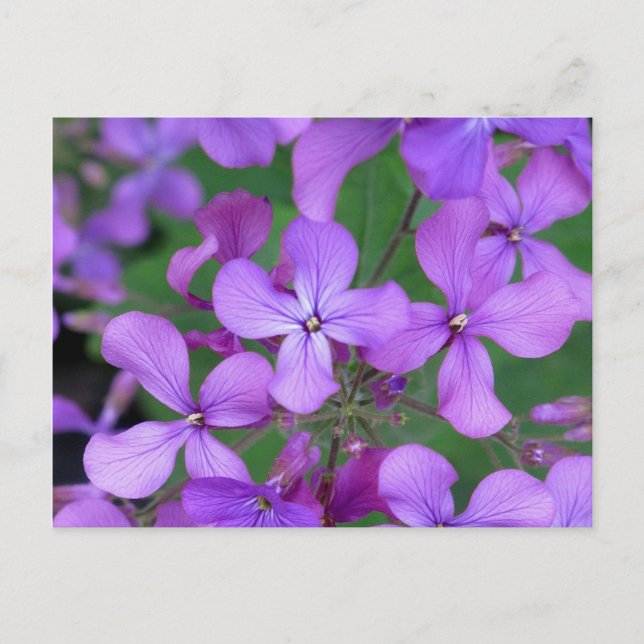 Postal Cartão postal: Dames Rocket (Hesperis matronalis) (Frente)