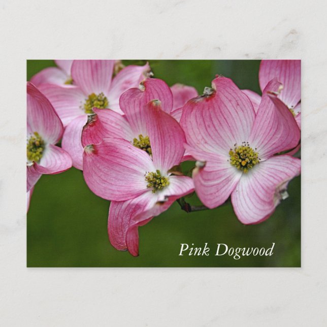 Postal Cartão Postal:  Dogwood Horizontal (Frente)