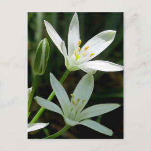 Postal Cartão postal: Estrela de Belém (Flor)