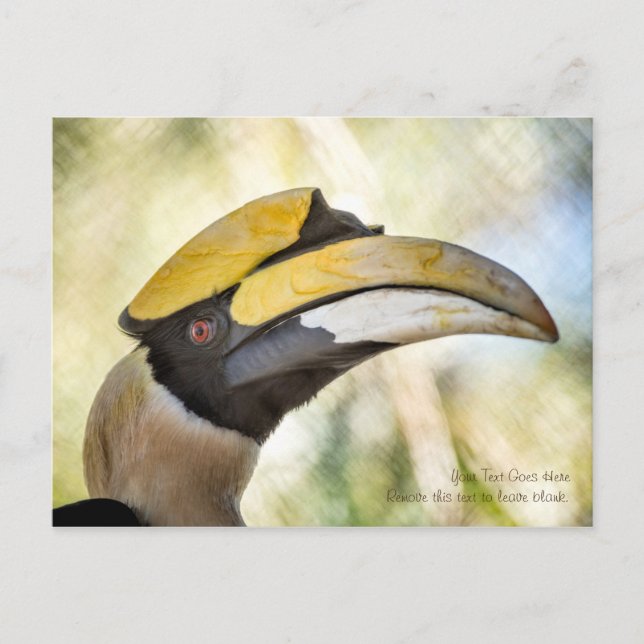 Postal Cartão postal: Excelente Hornbill 4 (Frente)