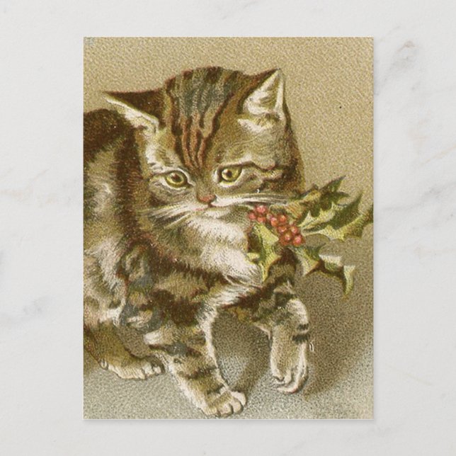 Postal Cartão Postal:  Gatinho com Holly Sprig (Frente)