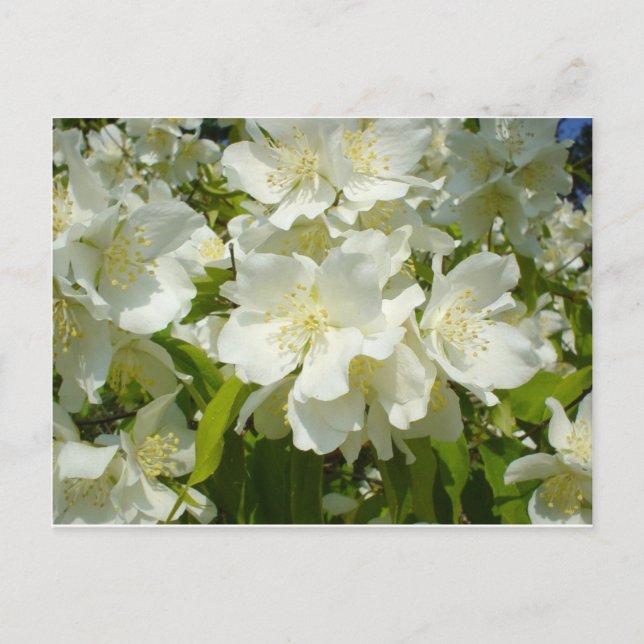 Postal Cartão postal: Jasmine (Frente)