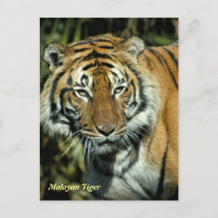 Postal Cartão postal: Malaio Tiger (Retrato)
