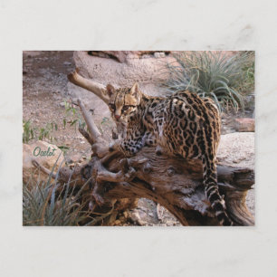 Postal Cartão postal: Ocelote