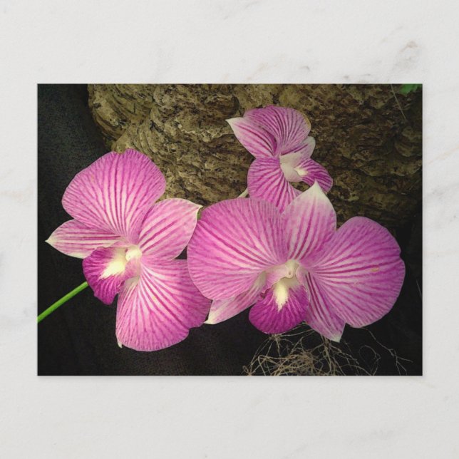 Postal Cartão Postal: Orquídeas em tiras roxas (Frente)